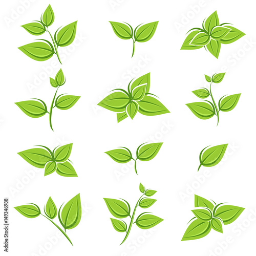 Green tea leaf collection set. Vector
