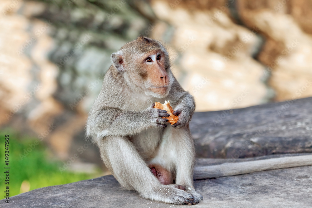 Monkey eating bread