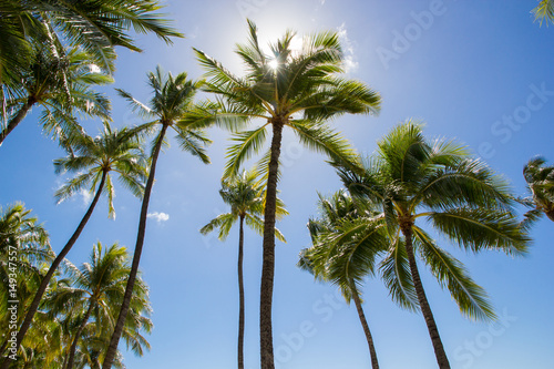 Palm Trees with Clouds and Blue Sky 3