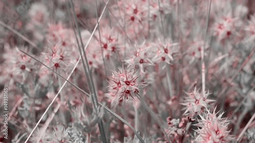 Trifolium stellatum (Starry clover) wild plants in nature photo