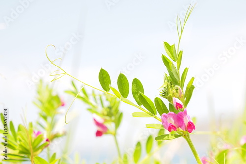 カラスノエンドウ