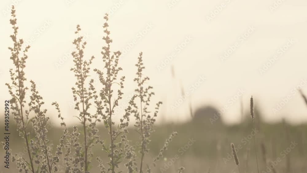 toned grain field with wheat or rye ready for harvest, prores footage 60fps toned grain field with wheat or rye ready for harvest, prores footage 60fps