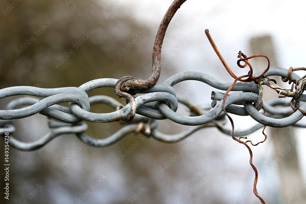 Kette und Draht an einem Pfosten als Rankhilfe für Weinreben Stock Photo |  Adobe Stock