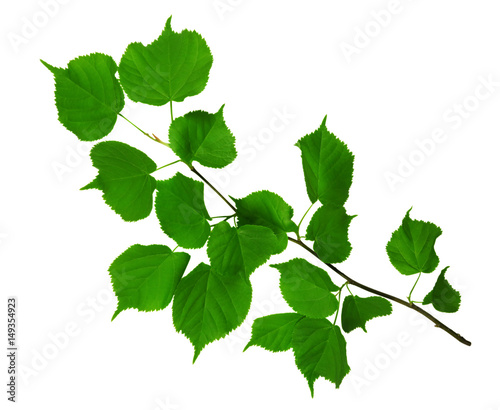 Green branch isolated