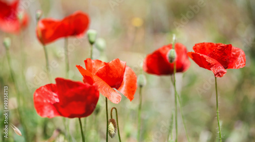 wild poppies background