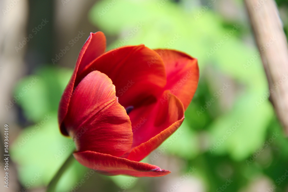 one red tulips. photo