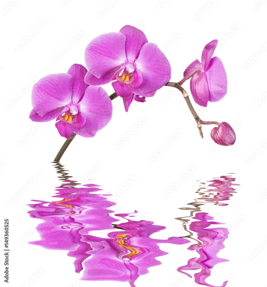 Pink orchid on a white background reflected in a water Pink orchid on a white background reflected in a water