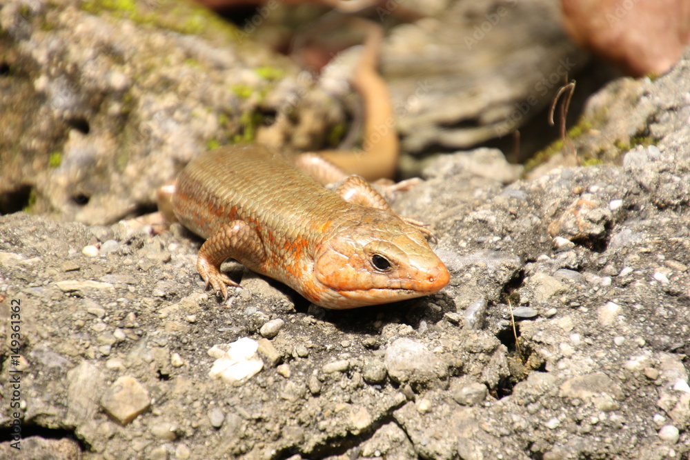 Naklejka premium 貫禄のオオトカゲ