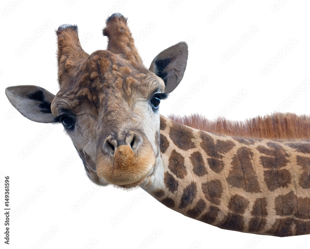 Obraz premium Twarz głowa żyrafy