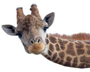 Leinwandbilder Giraffe Giraffenkopf Porträt aus nächster Nähe  © AVD