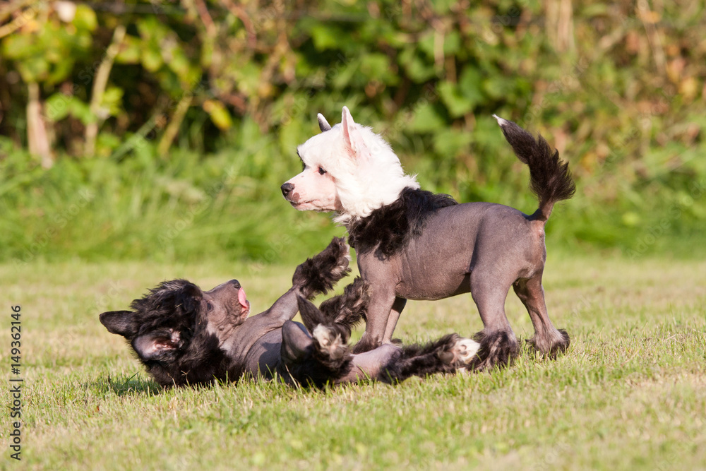 Two young chinese crested dog playing together Two young chinese crested dog playing together