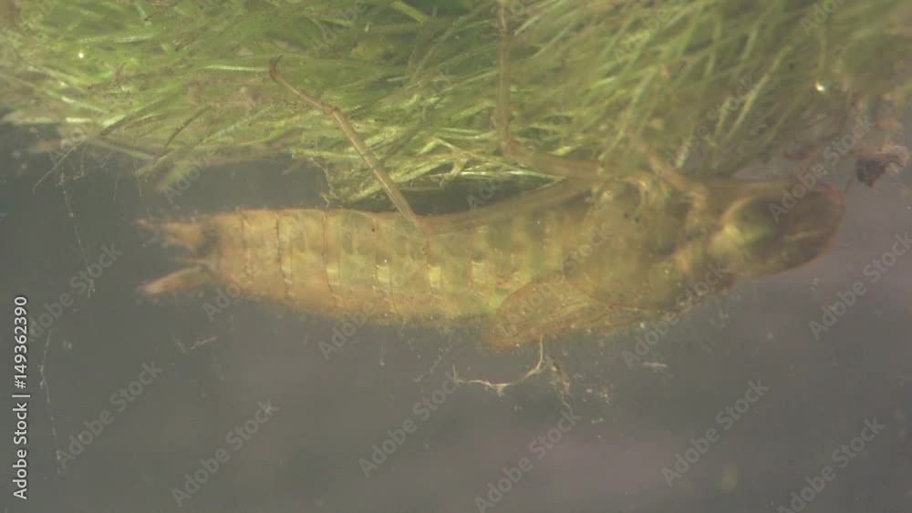 dragonfly larva under water dragonfly larva under water