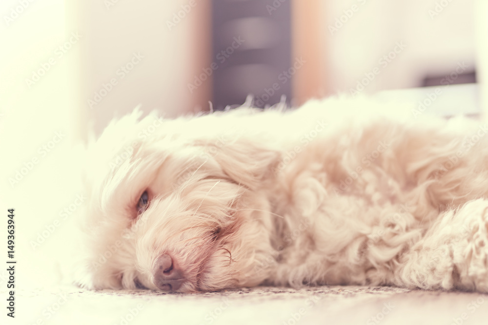 Havanese dog snoozing on the carpet Havanese dog snoozing on the carpet