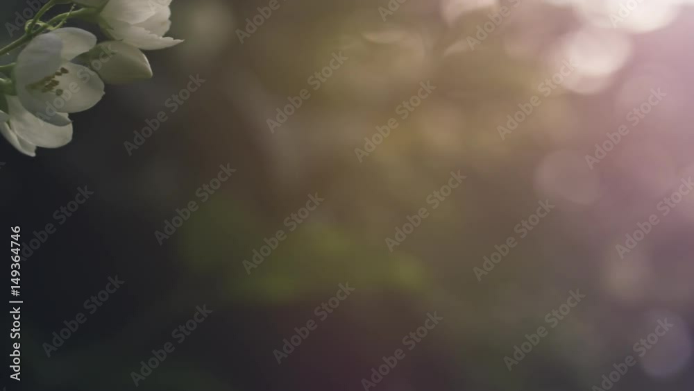 jasmine flowers in bloom pan prores footage, closeup video