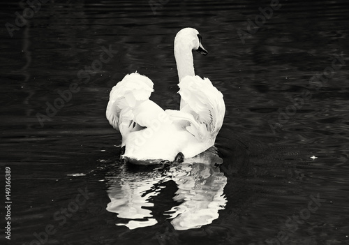 Swans - Cygnus in the water, bird scene, colorless