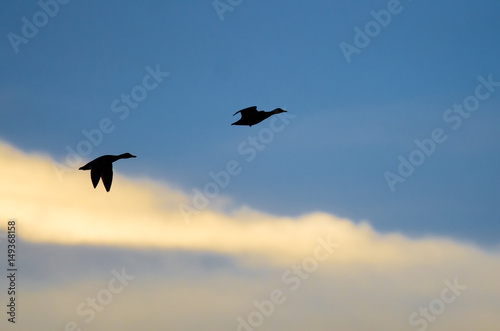 Silhouetted Ducks Flying in the Dark Evening Sky