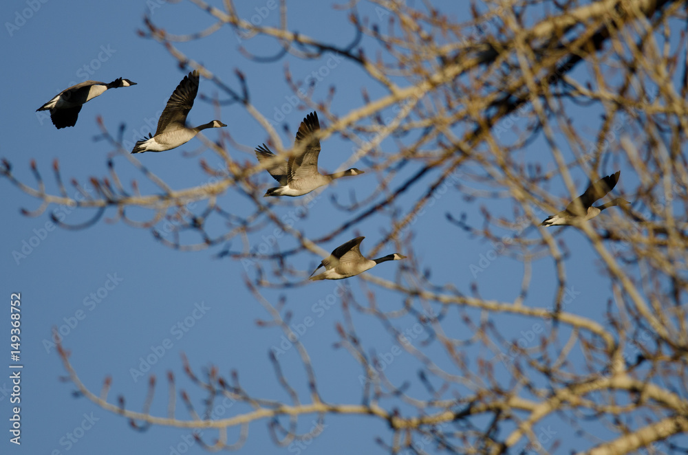 Canada Geese Flying Behind the Winter Trees Canada Geese Flying Behind the Winter Trees