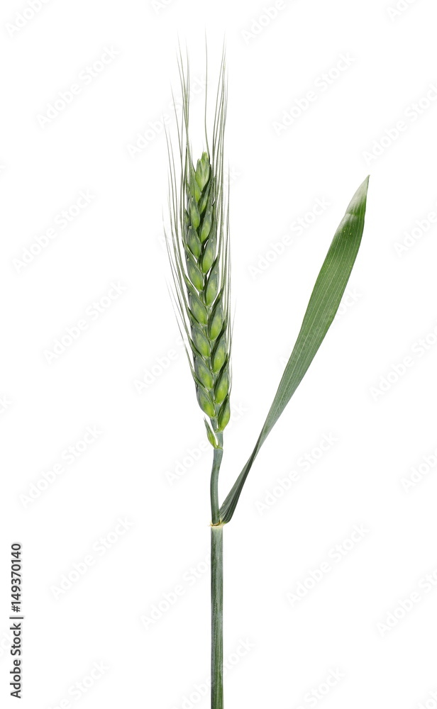 green ears of wheat isolated on white background green ears of wheat isolated on white background