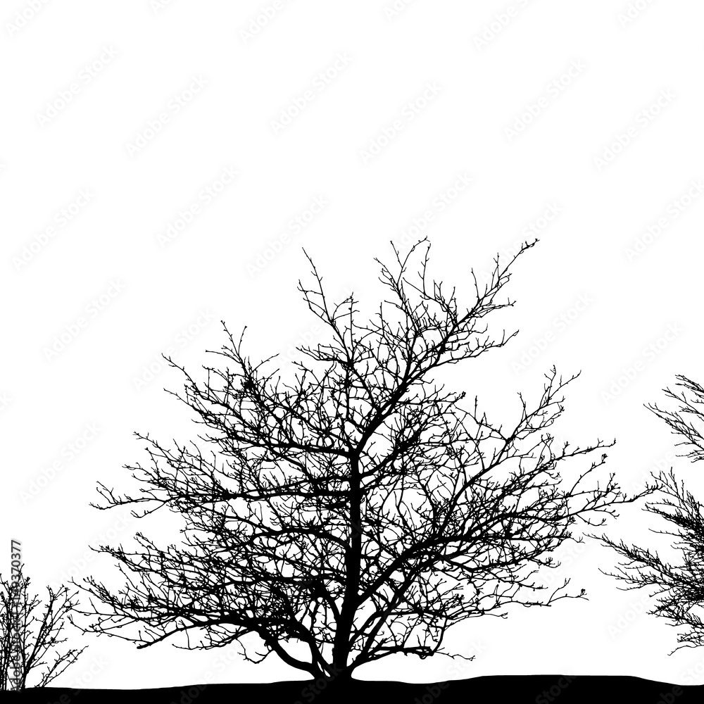 Realistic tree silhouette (Vector illustration).