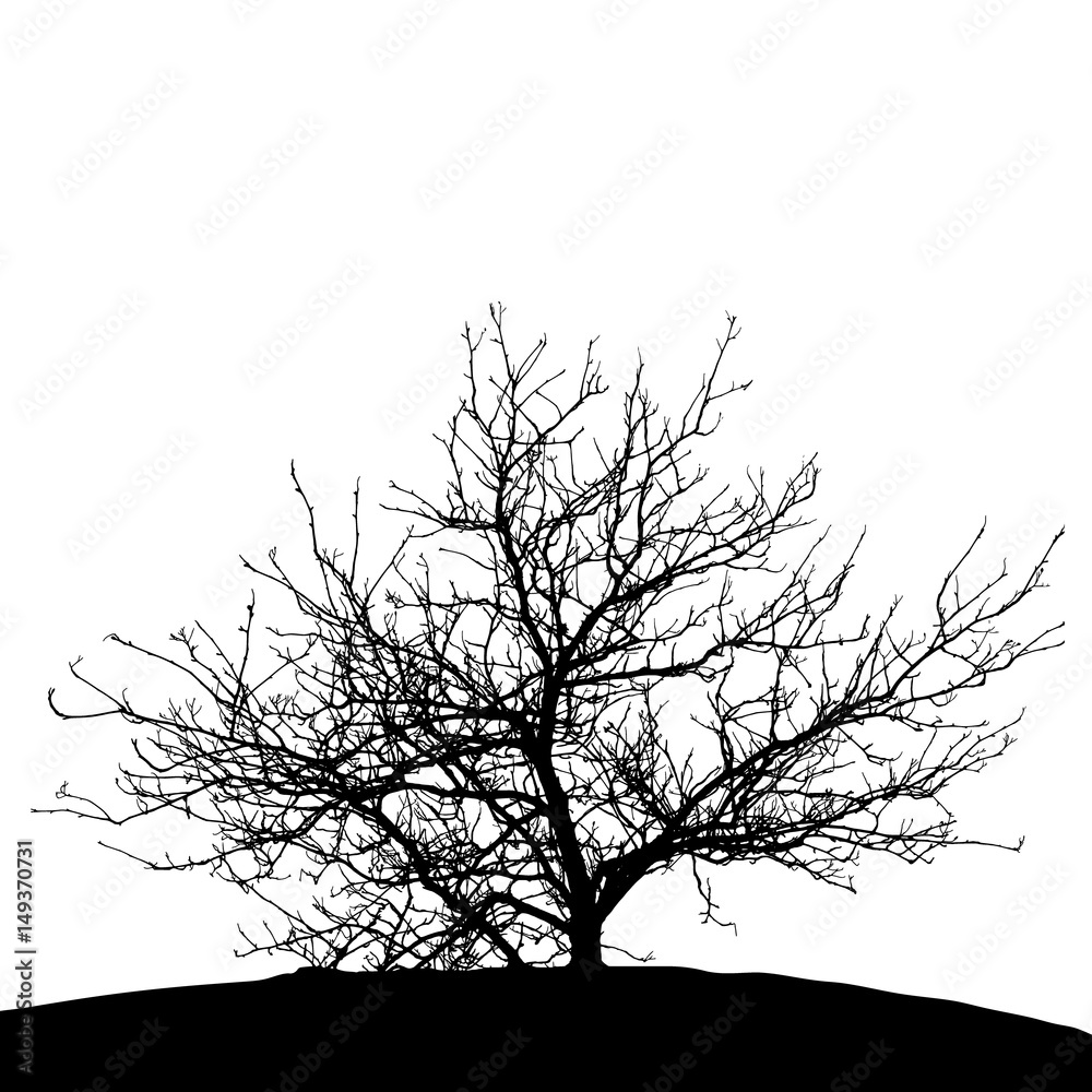Obraz premium Realistic tree silhouette (Vector illustration).