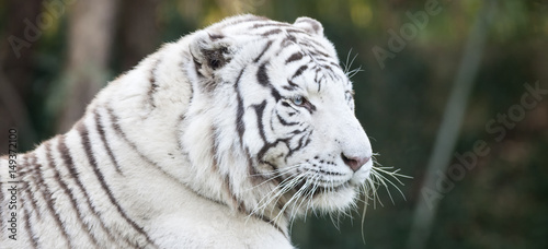 White tiger head