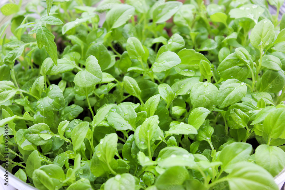 seedlings