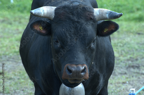 Eringer Kuh auf Weide