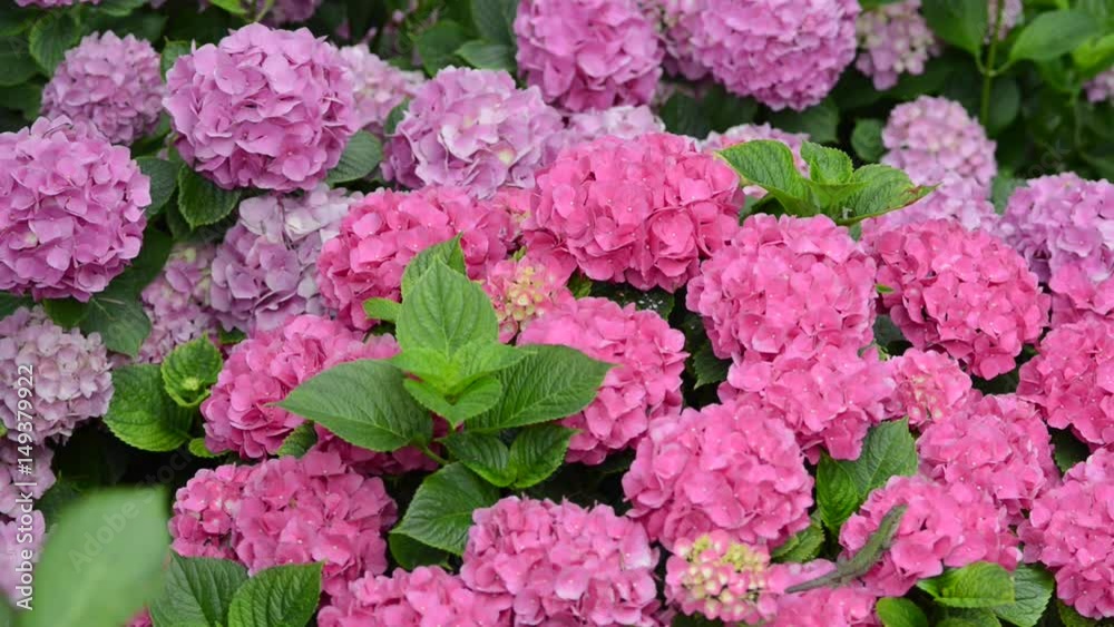 Hydrangea macrophylla is a species of flowering plant in the family Hydrangeaceae, native to Japan. Hydrangea macrophylla is a species of flowering plant in the family Hydrangeaceae, native to Japan.