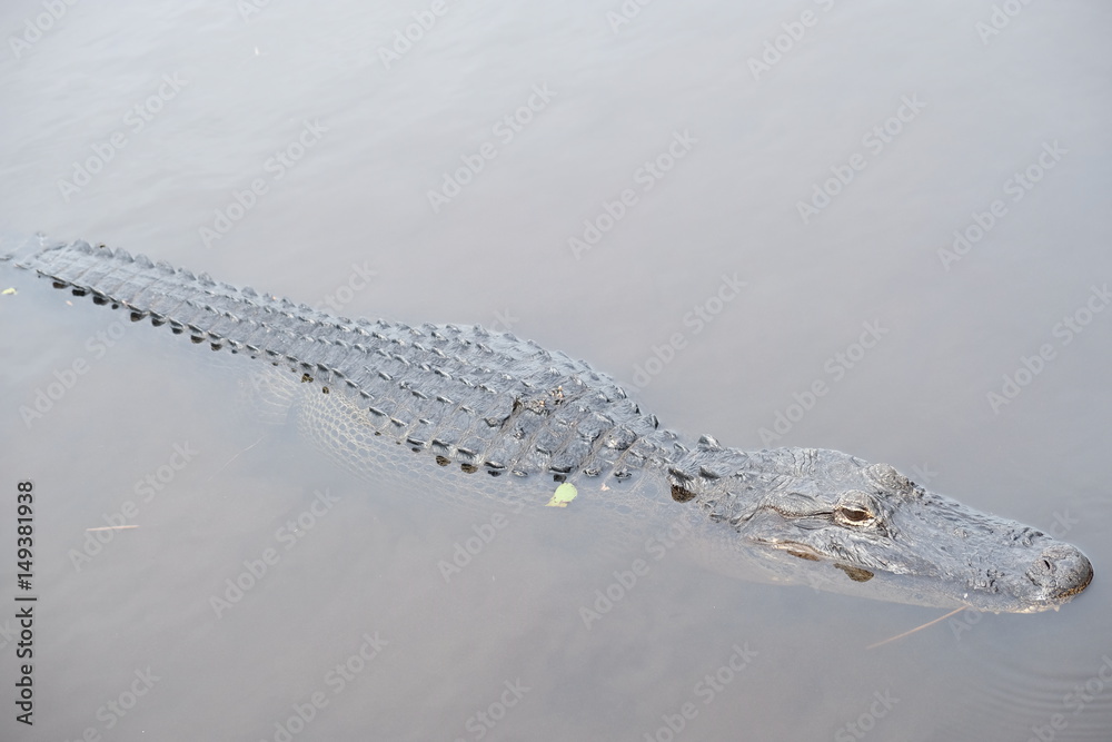 Fototapeta premium Wild crocodile in the Everglades