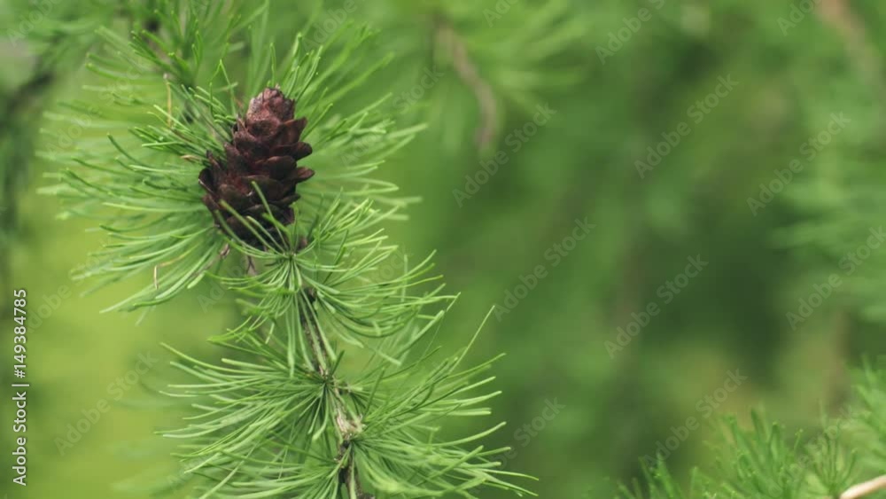 larch tree with cones in summer day filmed in 60fps slowmo, prores footage