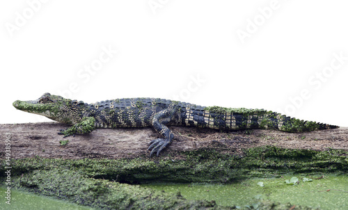 Young alligator on a log