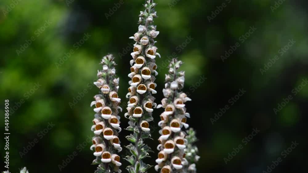 Digitalis is a genus of about 20 species of herbaceous perennials, shrubs, and biennials commonly called foxgloves. Digitalis is a genus of about 20 species of herbaceous perennials, shrubs, and biennials commonly called foxgloves.