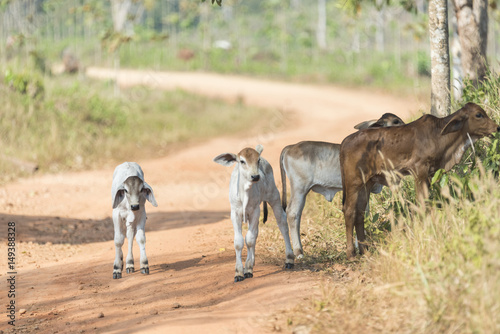 cattle in farm field, Thailand