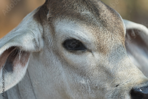 cattle in farm field, Thailand