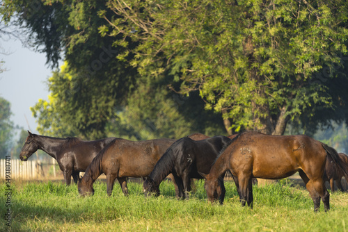Group of three young horses...