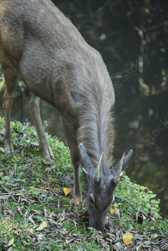 wild sambar deer in Khao Ya...