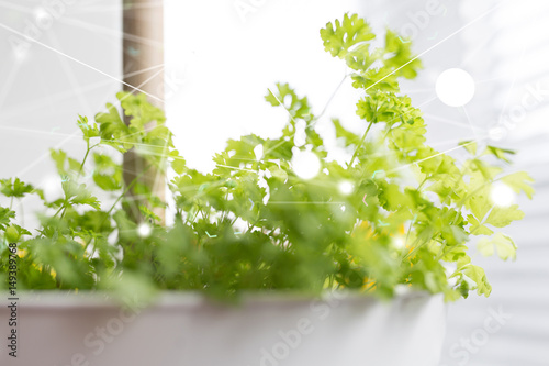 plants