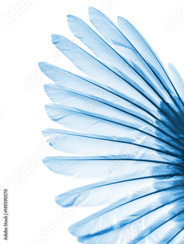 beauty in nature, bird wing on white