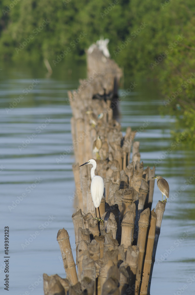 Birds in wetlands