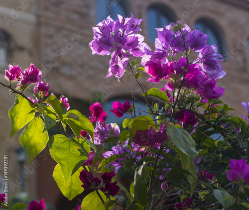 Beautiful wild flowers, out...