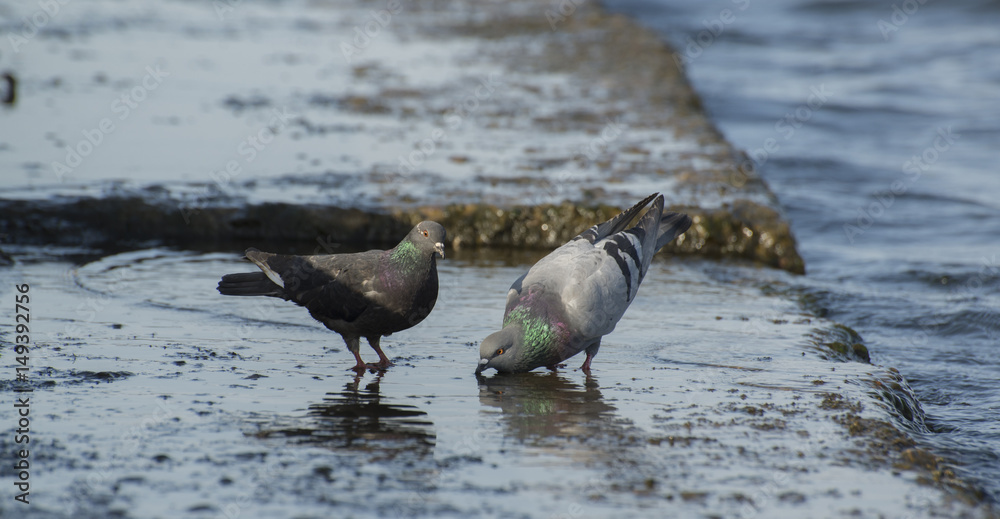 Fototapeta premium Pigeons drink water on the city waterfront