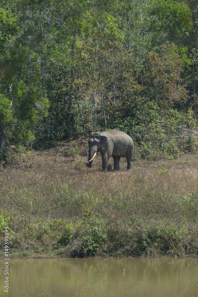 Obraz premium Asian wild elephant walking in the tropical forest, Thailand