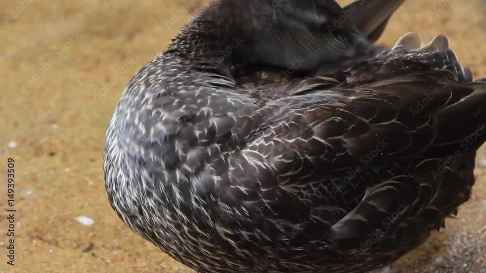 Un canard noir qui nettoie ses plumes très rapidement