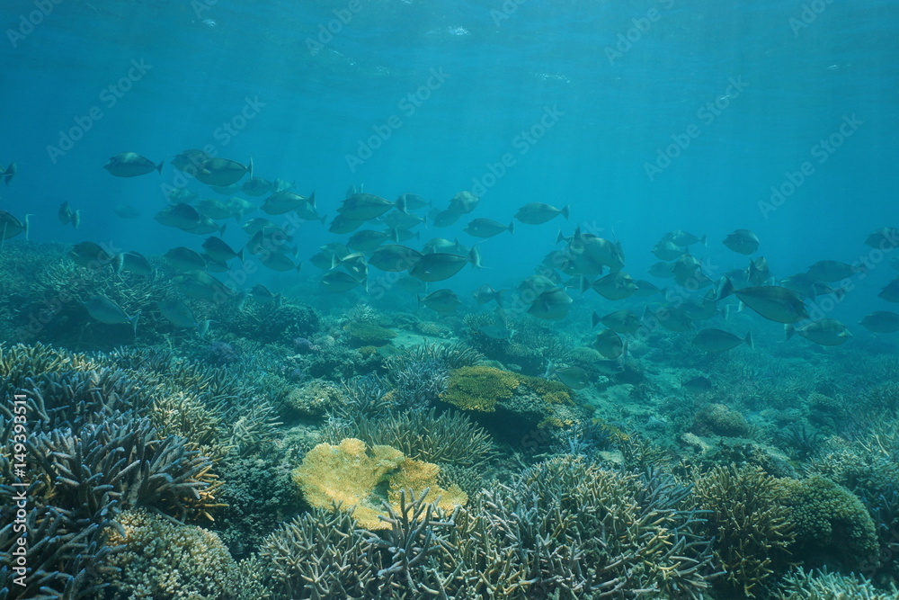 Obraz premium Shoal of tropical fish bluespine unicornfish,Naso unicornis, underwater on a coral reef, south Pacific ocean, New Caledonia