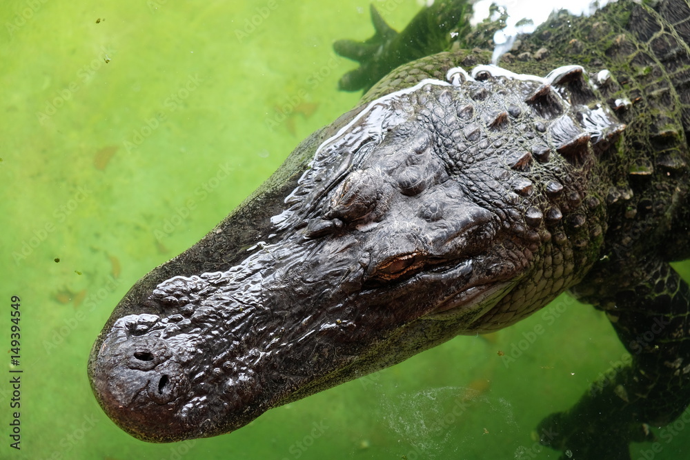 Wild crocodile in the Florida Everglades