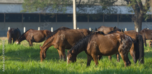 Group of three young horses on the pasture