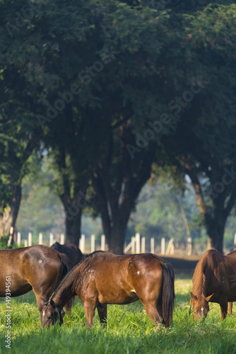 Group of three young horses...