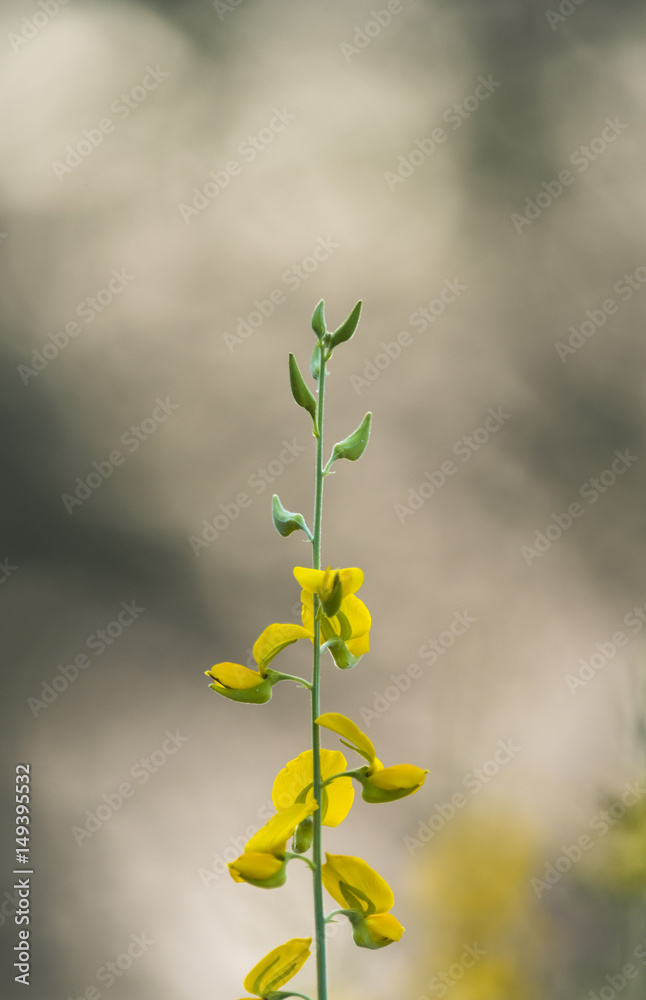 Obraz premium yellow flower background