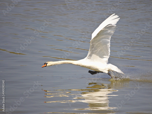 Mute swan taking off from the water