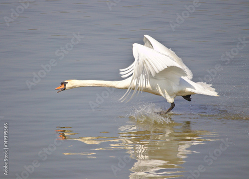Fototapeta Naklejka Na Ścianę i Meble -  Mute swan taking off from the water